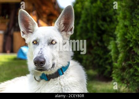 White swiss shepherd dog portrait, close up outdoors in the nature. swiss shepherd resting Stock Photo