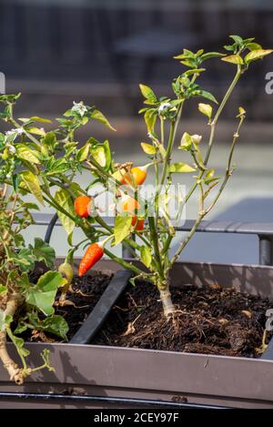 chilli seedling planted on a pot outside a restaurant Stock Photo