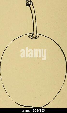 . The American fruit culturist. Fig. 754.—Red Diaper. Fig. 755-—Red Gage. Red Gage. Medium or rather small, round-ovate ; brownish-red;stalk rather slender, cavity narrow ; flesh greenish-amber, juicy,melting, rich, mild, sweet, free from the small stone ; flavor unusu-ally pleasant and refreshing. Ratherearly. Shoots dark reddish,smooth ; leaves of the young trees deep green, crimpled. Origin,Flushing, L. I. Fig. 755- Red Magnum Bonum. (Purple Egg, Red Imperial, Purple MagnumBonum, Imperial Violet, Red Egg.) Large, oval, tapering to thestalk, suture strong, one side swollen ; surface deep red Stock Photo