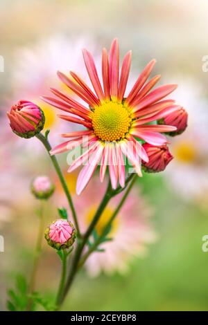 Chrysanthemum Flower Stock Photo