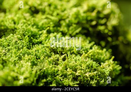 Fresh green moss on a stone in a forest. Small, non-vascular flowerless plants that typically form dense green clumps or mats. Stock Photo
