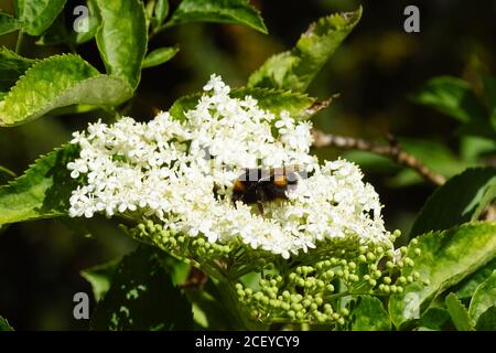 Bumblebee species in the Bombus terrestris-complex on the flowers of elder (Sambucus nigra), family Adoxaceae. In a Dutch garden in the spring. Stock Photo