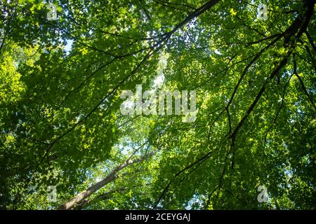 Blue sky peeks through the various shades of green. Beautiful lines and patterns. Full frame in natural sunlight with copy space.