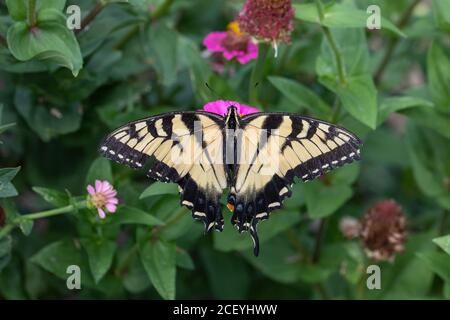 Injured Eastern tiger swallowtail on zinnia flower Stock Photo