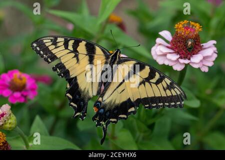 Injured Eastern tiger swallowtail on zinnia flower Stock Photo