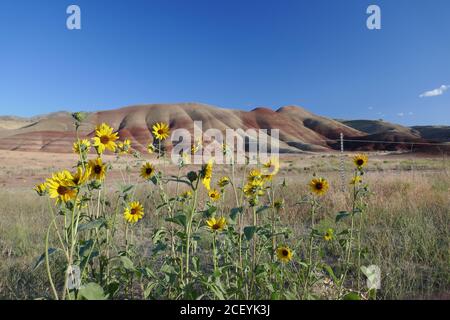 Wild Sunflower, John Day Fossil Beds, Painted Hills Unit, Mitchell, Oregon USA Stock Photo
