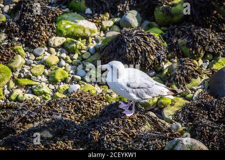 Juvenile seagull stood on top of a pile of seaweed in front of moss covered rocks. North Wales, UK Stock Photo