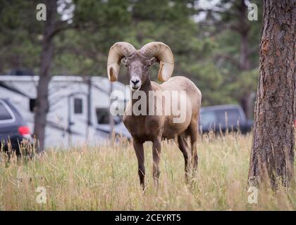 Bighorn Sheep with cars in background in Bear Country USA in South Dakota Stock Photo