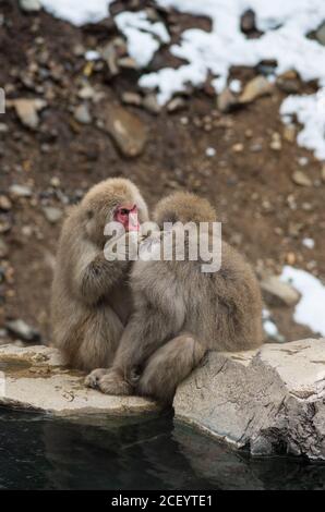 Wild Snow Monkeys (Japanese Macaque) at the Jigokudani Yaen Monkey Park in Nagano Prefecture, Japan Stock Photo