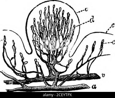 . Human physiology. llum, arampart) because they are each surrounded by a kind of wall orrampart. All the papillae are richly supplied with blood-vessels and nerves. Thenerve fibres are obtained from two sources—the glossopharyngeal and the fifthpairs of cranial nerves. The former nerves supply the back of the tongue andof the palate, while the latter send their fibres to the middle and tip of thetongue. It is probable that both these nerves are nerves of taste, although theyappear to be dissimilar in their functions. It is easy to prove, for instance,that different portions of the mucous memb Stock Photo