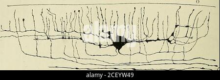 Anatomie Des Centres Nerveux Hu Gt H Q Fig 244 Coupe Vertico Transversale De Lhemisphere Droit N Go Passant A 60 Milli Metres En Arriere Du Pole Frontal Lignes 60 Des Fig 233