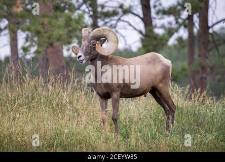 Bighorn Sheep in Bear Country USA in South Dakota Stock Photo