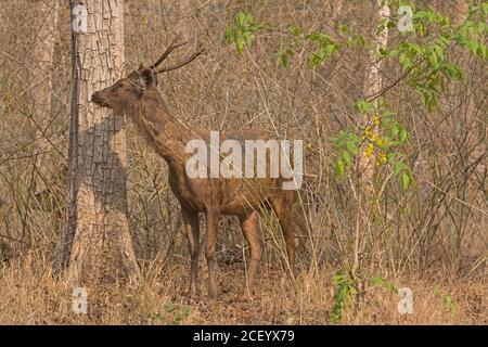 Sambar Deer in the Forest in Nagarhole National Park in India Stock Photo