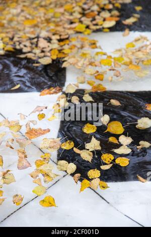 Fallen yellow leaves floating in swimming pool, fountain. Autumn season Stock Photo