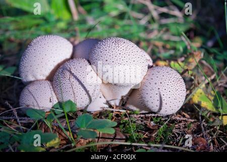 Common puffball mushroom - Lycoperdon perlatum - growing in green sphagnum moss close up. Stock Photo