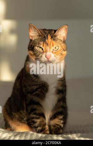 Tabby tricolor cat sitting on the bed with white blanket, looking at camera and sun Stock Photo