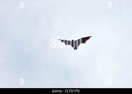 Flying foxes from the island of Sri Lanka fly against the background of the sunset sky Stock Photo