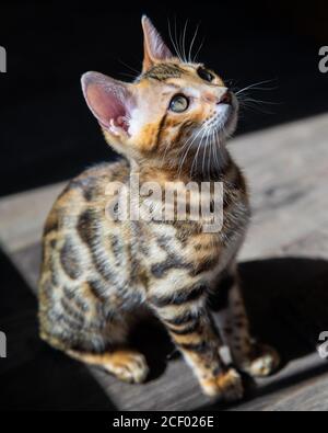 Pure breed Bengal male kitten/cat Stock Photo