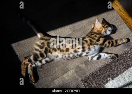 Pure breed Bengal male kitten/cat Stock Photo