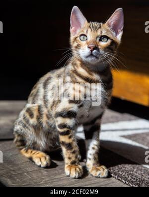 Pure breed Bengal male kitten/cat Stock Photo