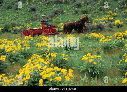 Ride to Rendezvous wagon with balsamroot (Balsamorhiza deltoidea), Methow Wildlife Area, Washington Stock Photo