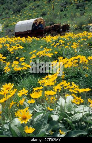 Ride to Rendezvous wagon with balsamroot (Balsamorhiza deltoidea), Methow Wildlife Area, Washington Stock Photo