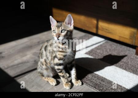 Pure breed Bengal male kitten/cat Stock Photo