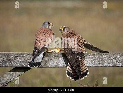 Kestrel Pair on Gate Stock Photo