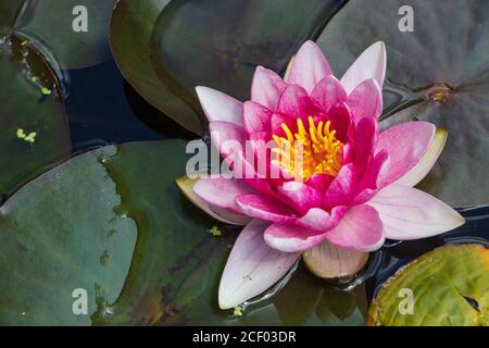 Closeup of a beautiful rose colored water lily with water drops on petals floating in the pond Stock Photo