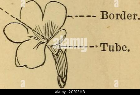 Corolla botany cheap