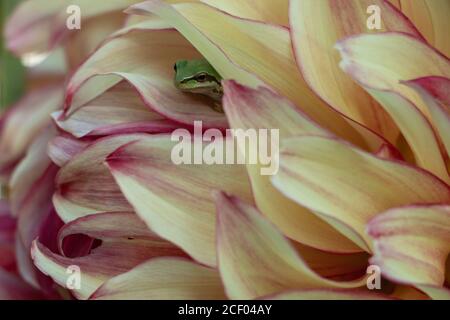 Closeup of a tiny Pacific tree frog peeking out from between colorful yellow and pink Dahlia petals