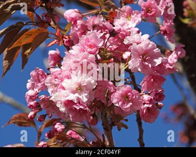 profusion of bright candy pink Spring blossom petals of ornamental Cherry tree (Prunus sp) with copper leaves against blue sky in Cumbria, England UK Stock Photo