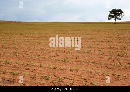 field with young corn plantation in countryside on brazil Stock Photo