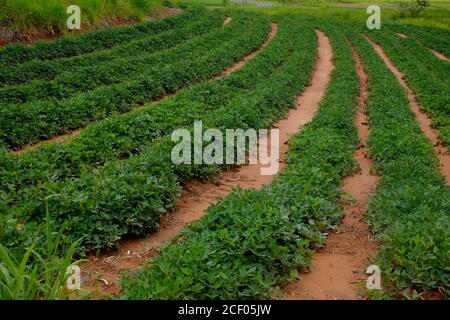 peanut plantation on farm in coutryside of Brazil Stock Photo
