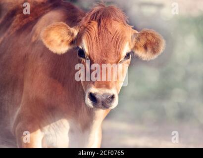 Cute Jersey cow calf close up Stock Photo - Alamy