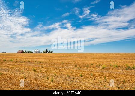 A small farm or ranch surrounded by trees seen in the distance from a highway beyond fields in the Palouse area of Washington State, USA Stock Photo