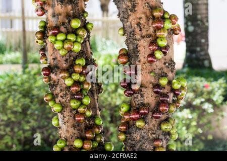 Fruit. Exotic. Jabuticaba in the tree. Jaboticaba is the native Brazilian grape tree. Species Plinia cauliflora. Stock Photo