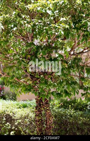 Fruit. Exotic. Jabuticaba in the tree. Jaboticaba is the native Brazilian grape tree. Species Plinia cauliflora. Stock Photo