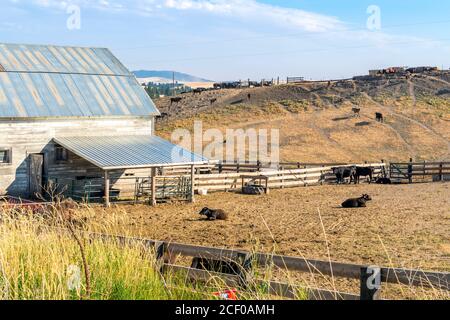 A small rustic barn with cows in a corral gated area and cattle on the hill in the high desert of the Inland Northwest, Washtucna, Washington USA. Stock Photo