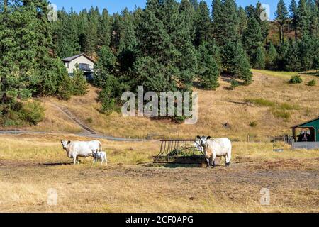 Two British White cows and their calf eat hay at a hillside ranch in the Elberton Ghost Town area of Central Washington State, USA Stock Photo