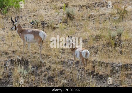 pronghorn antelope in Yellowstone National Park, USA Stock Photo