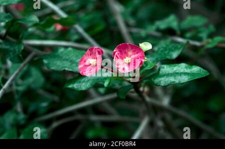 Close-up view of a few Euphorbia milii, or crown of thorns, flowers growing in a greenhouse Stock Photo