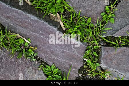 Top-down view of grass growing between the cracks of flat gray stepping stones Stock Photo