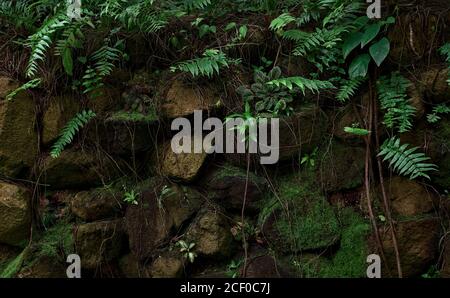 A dark mossy wall of uneven stones covered in a variety of tropical plants and vines Stock Photo