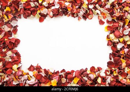 Colorful fresh rose petals in the shape of a rectangle on white background with space for text. Stock Photo