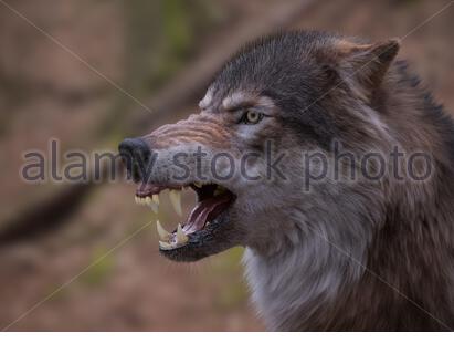 Angry Wolf showing his teeth Stock Photo - Alamy