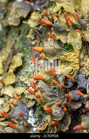 Peltigera species of lichen (Dog Lichen) growing on rock face - Pisgah National Forest, near Brevard, North Carolina, USA Stock Photo