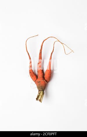 old, spoiled carrot on white background.global hunger problem. overconsumption concept. Stock Photo