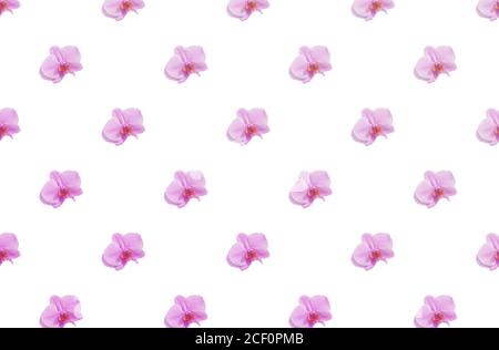 pink orchid pattern on white background with shadows. flower minimal concept. Flat lay.  Stock Photo