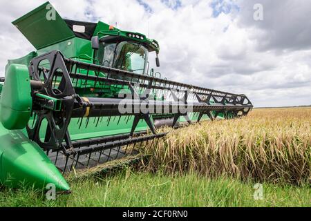 Rice harvest at 3S Ranch, near El Campo and Nada, Colorado County, Texas, on July 24, 2020. 3S Ranch is a three-generation rice farming operation owned by the Schiurring Family.  Slade Schiurring, in one of the combine harvesters, leads his team of two combines, hopper tractor-trailer rigs and one grain truck to harvest as much rice as they can before the arrival of Hurricane Hanna, whose rain is expected to make the soil too soft for the farm equipment. The approximately 6,000 acre ranch produces about 1,500 acres of rice. Stock Photo